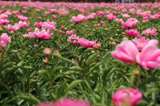 花海 大芍药花 药材 红芍药