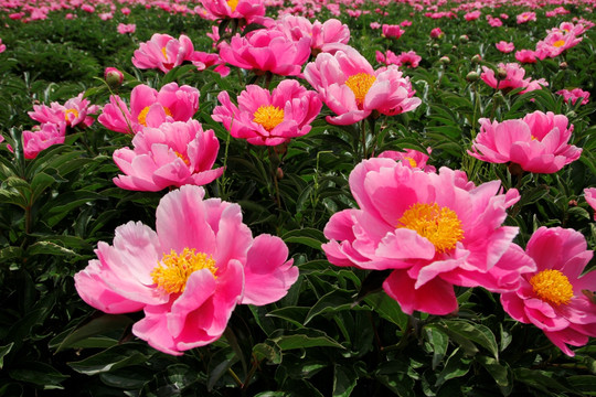 花海 大芍药花 药材 红芍药