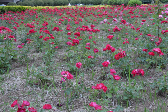 月季花田