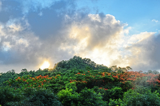 凤凰花盛开的山岗