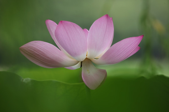 梦幻荷花