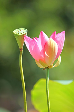 梦幻荷花