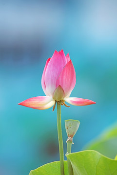 梦幻荷花