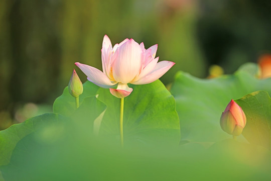 梦幻荷花