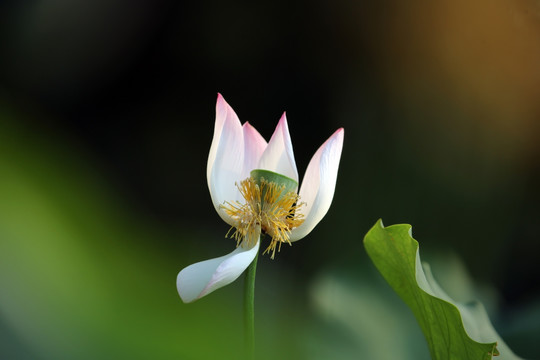 梦幻荷花