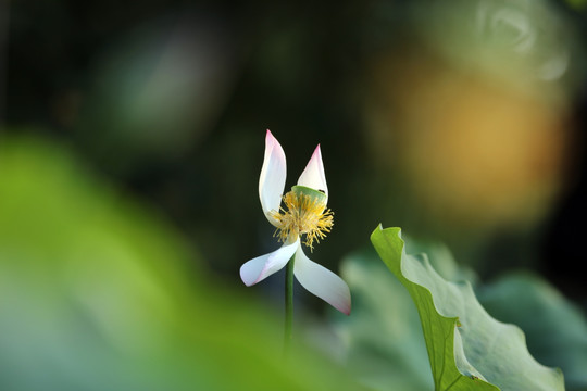 梦幻荷花