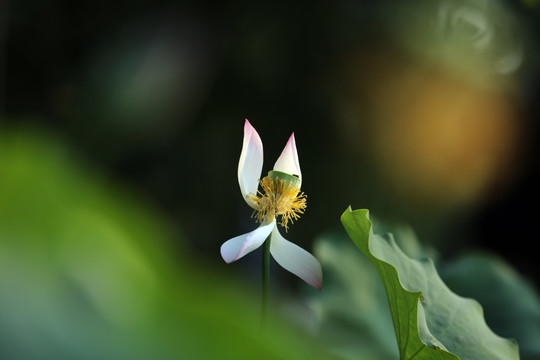 梦幻荷花