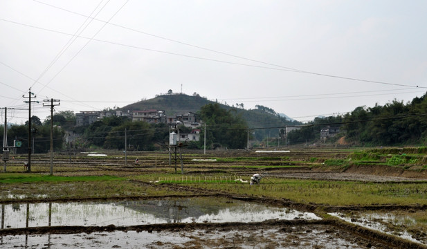 田野 水田 稻田 农村