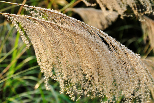 芒花 菅芒花