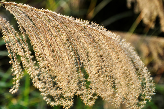 芒花 菅芒花