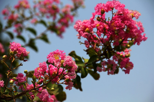 公園一角 盛開的花兒