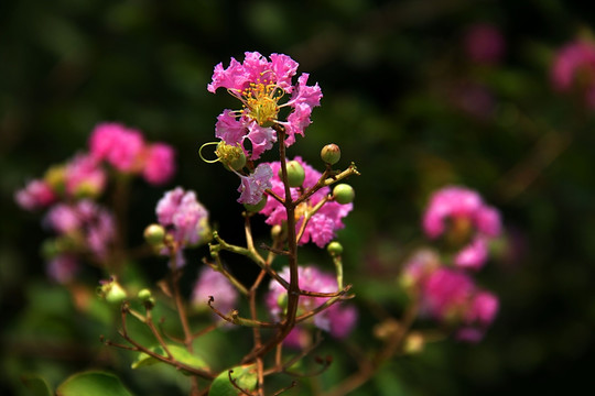 公園一角 盛開的花兒