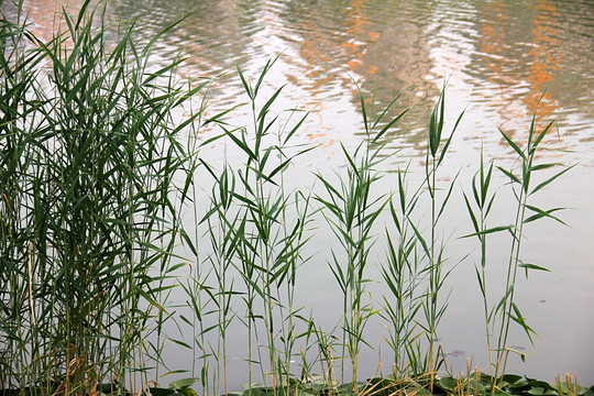 中式园林 池塘 荷叶 水草