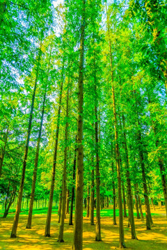 红杉树绿树林