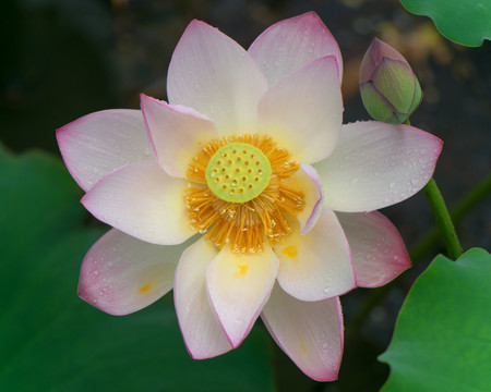 雨后荷花