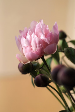 花 粉色 花朵 芍药