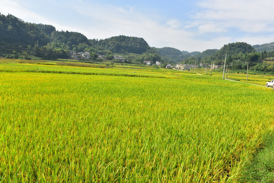 水稻水田