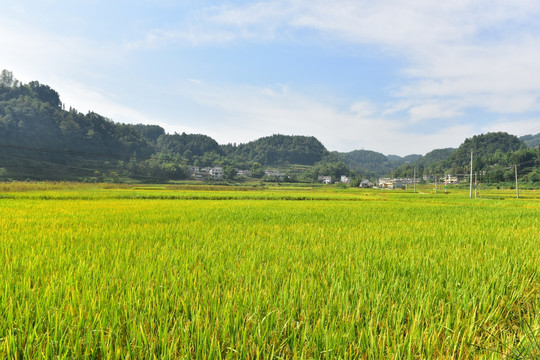 水稻稻田