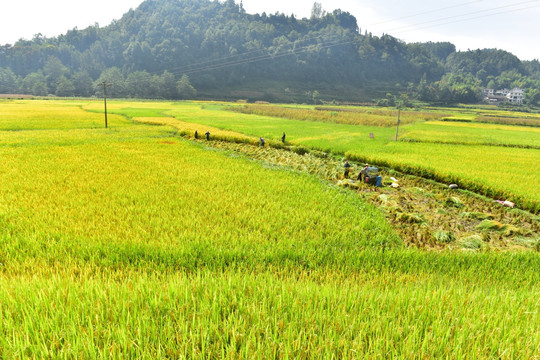 水稻稻田收割