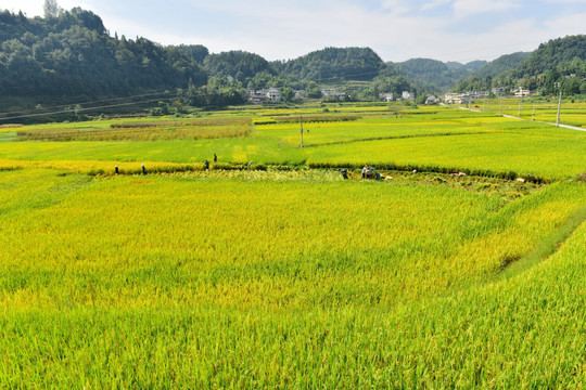 水稻田园美景