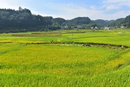 水稻田园美景