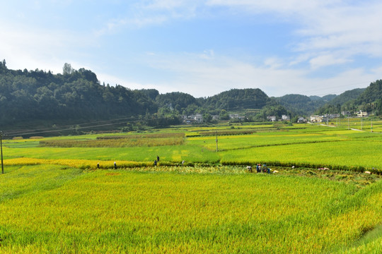 水稻田园美景