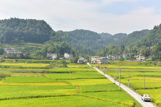 水稻田园美景