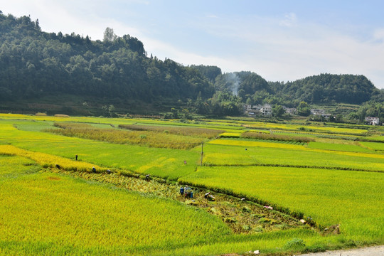 水稻植物