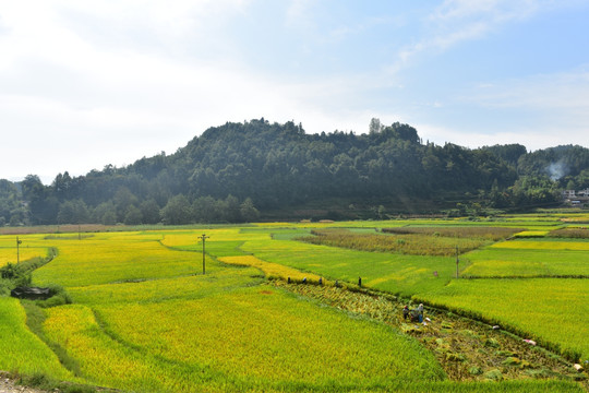 稻田风景