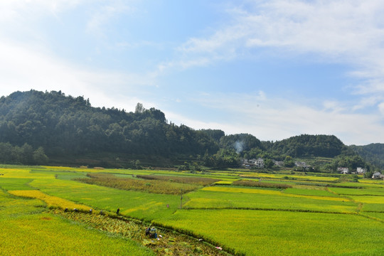 稻田风景