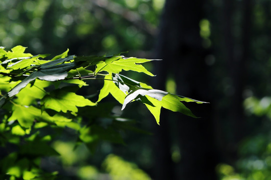 夏季 清凉 绿叶