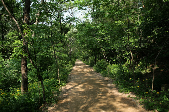 辽宁鞍山 千山风景 林间小路