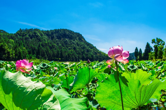 荷花