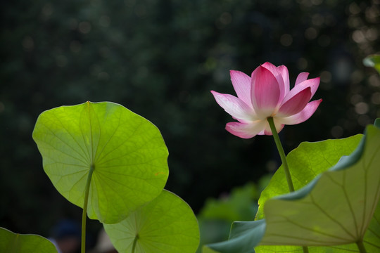 荷花 莲花 水