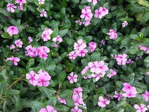 长春花 日日春 日日草 日日新