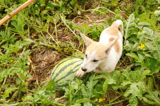 小狗与西瓜