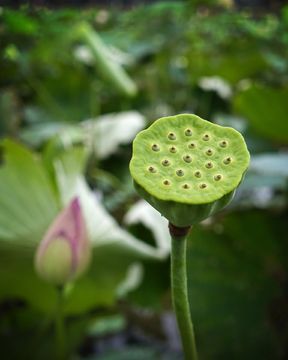 荷花