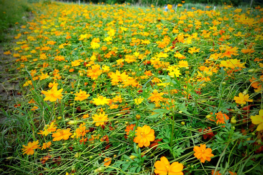 格桑花