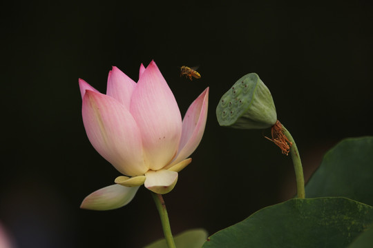 梦幻荷花