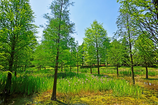 绿树林