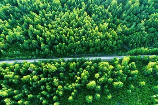 穿越茫茫林海的山路 航拍