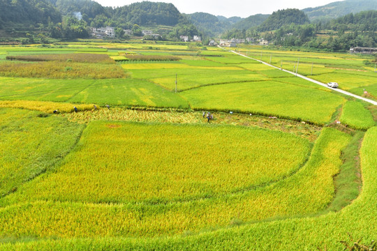 田园美丽水稻