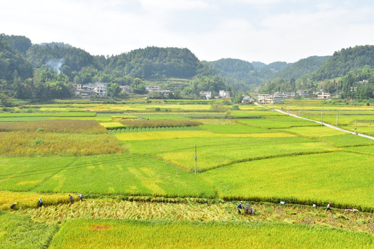 田园美丽水稻