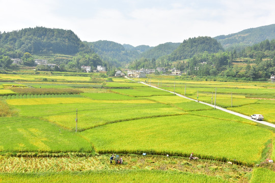 田园美丽水稻