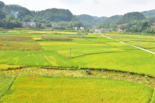 田园美丽水稻