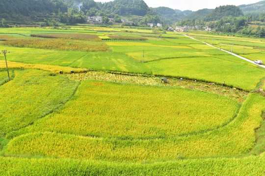 田园水稻