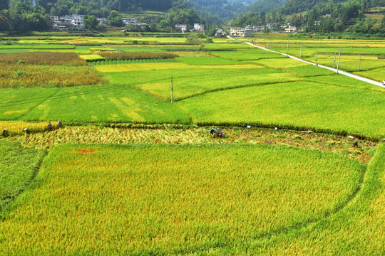 水稻田园