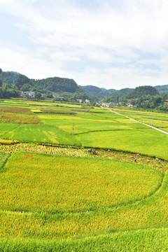 水稻田园