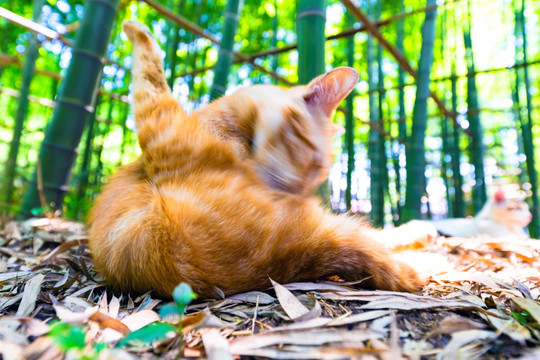 小花猫 猫