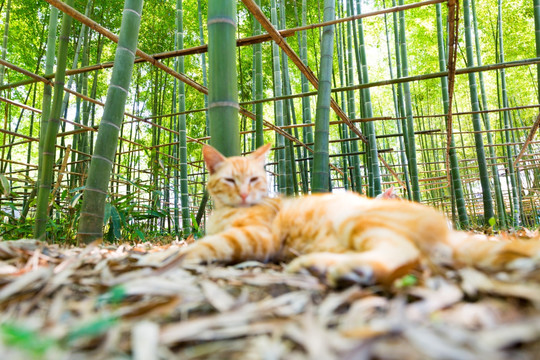 小花猫